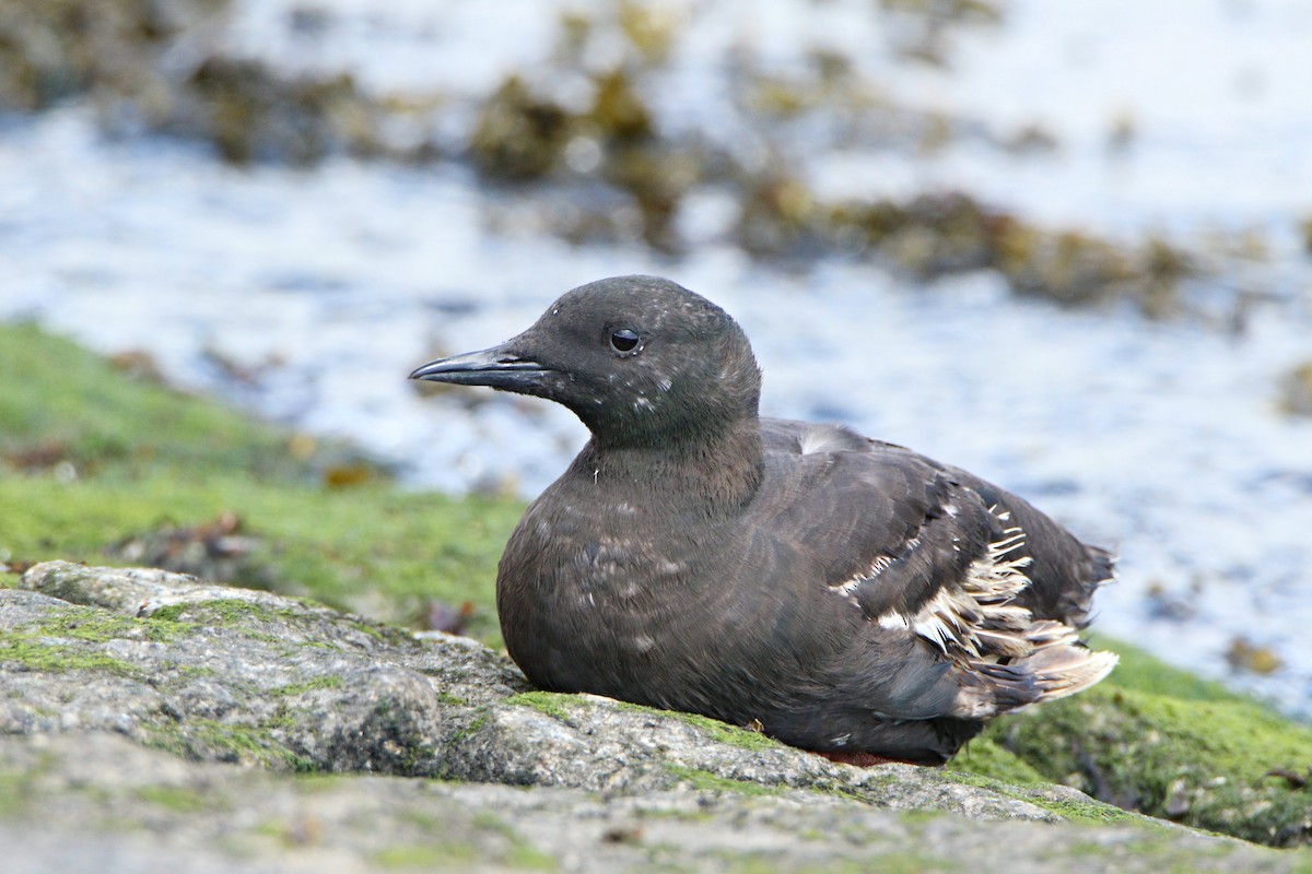 Black Guillemot - ML638936490