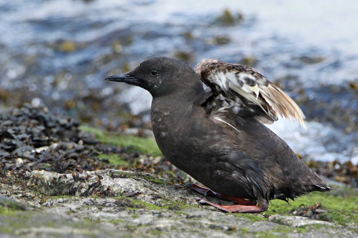 Black Guillemot - ML638936491