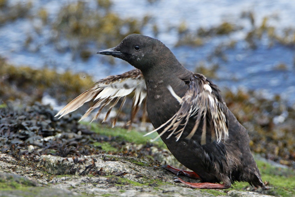Black Guillemot - ML638936492