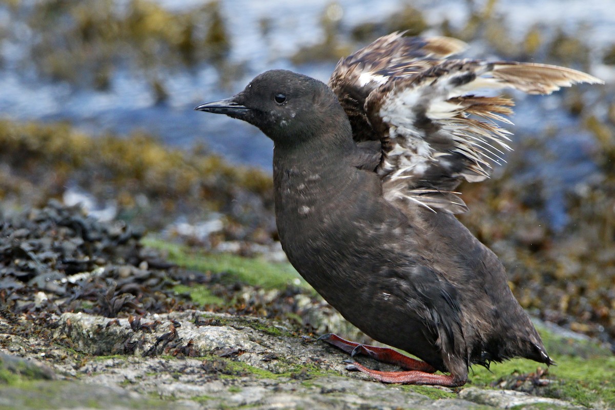 Black Guillemot - ML638936493
