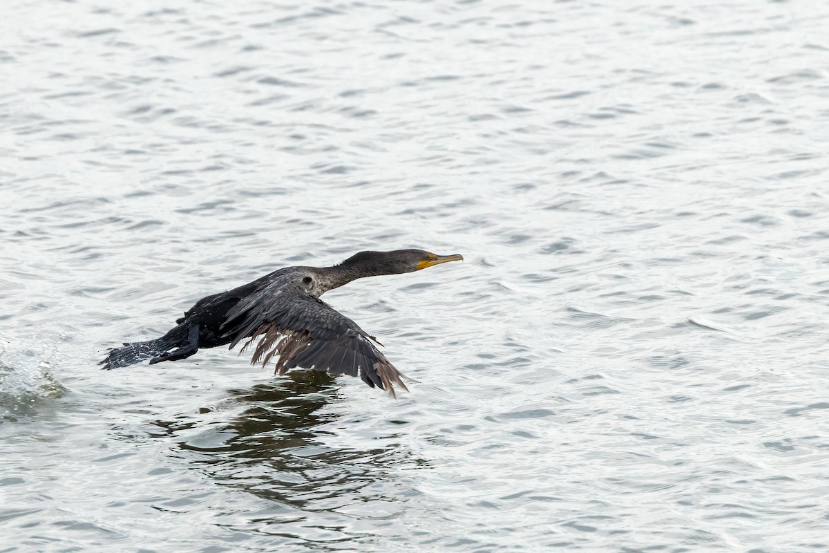 Double-crested Cormorant - ML638936500