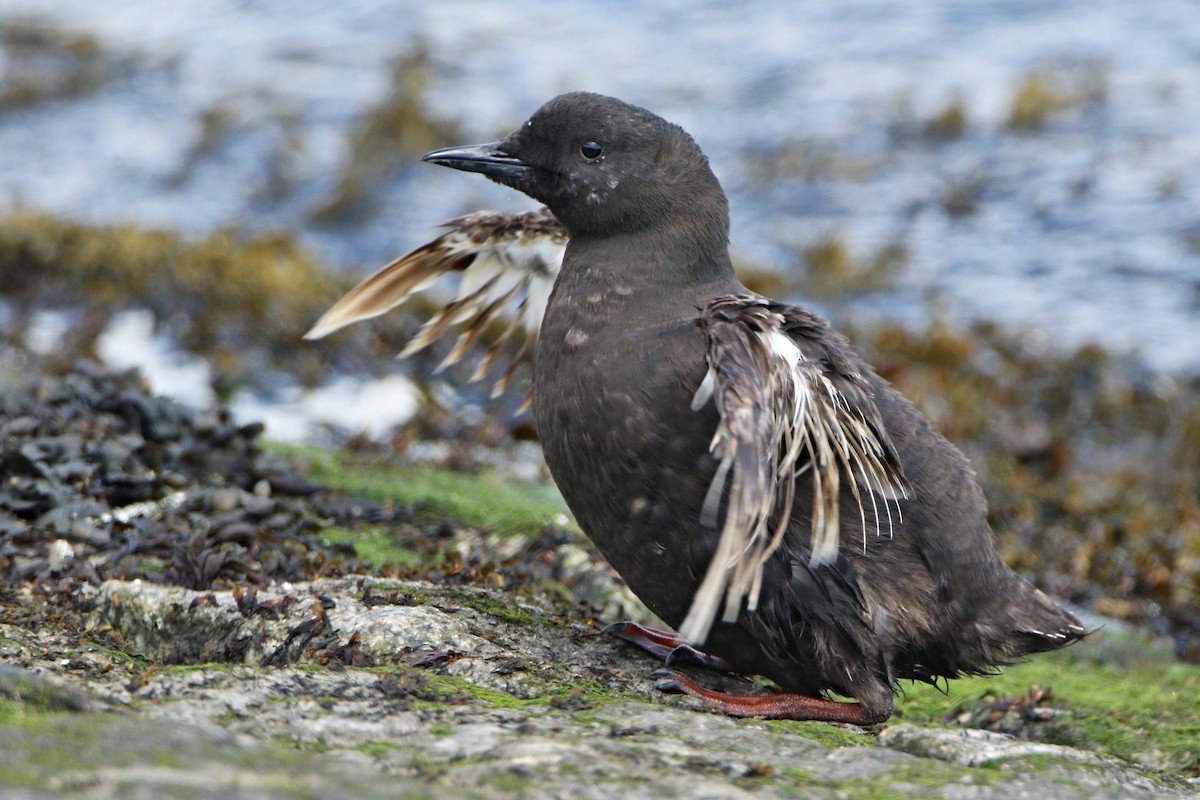Black Guillemot - ML638936502