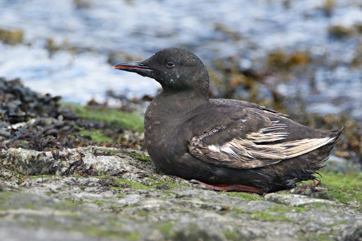 Black Guillemot - ML638936503