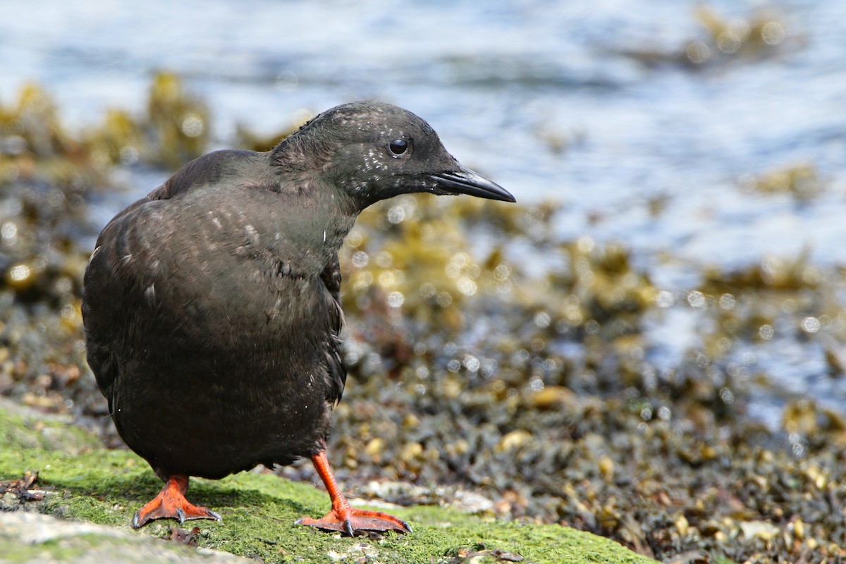 Black Guillemot - ML638936504