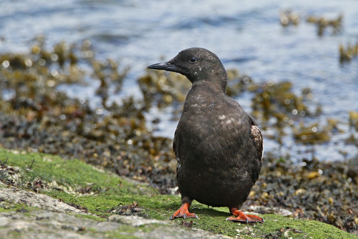 Black Guillemot - ML638936505
