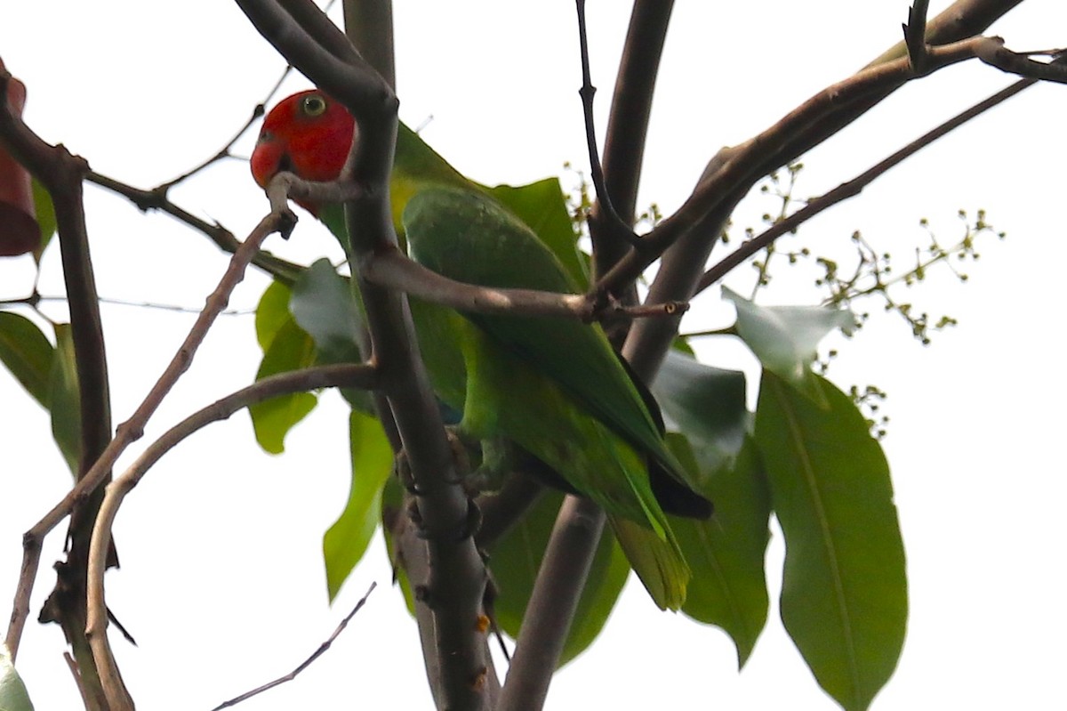 Red-cheeked Parrot - ML638936508