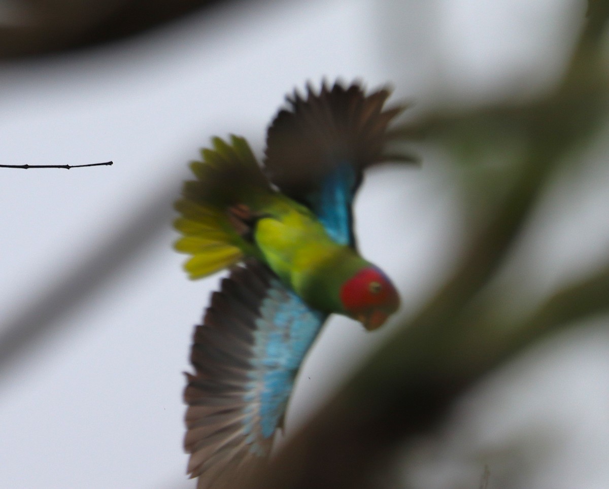 Red-cheeked Parrot - ML638936509