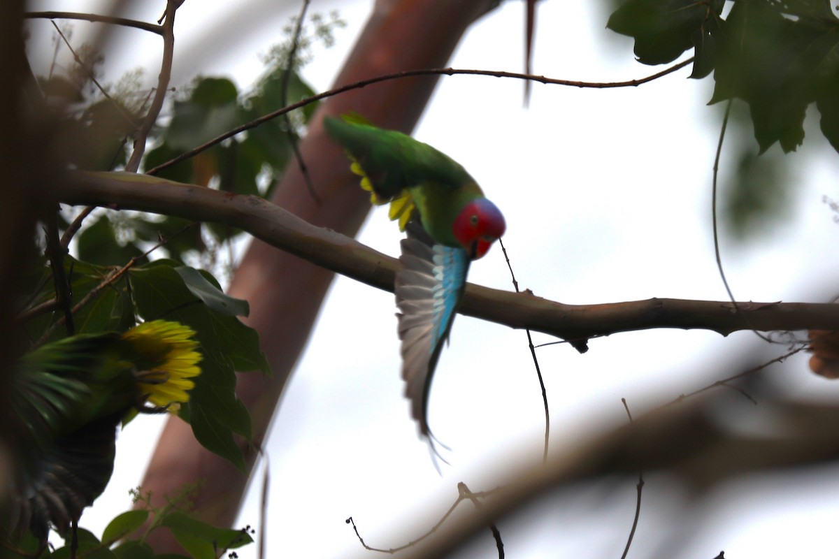 Red-cheeked Parrot - ML638936510