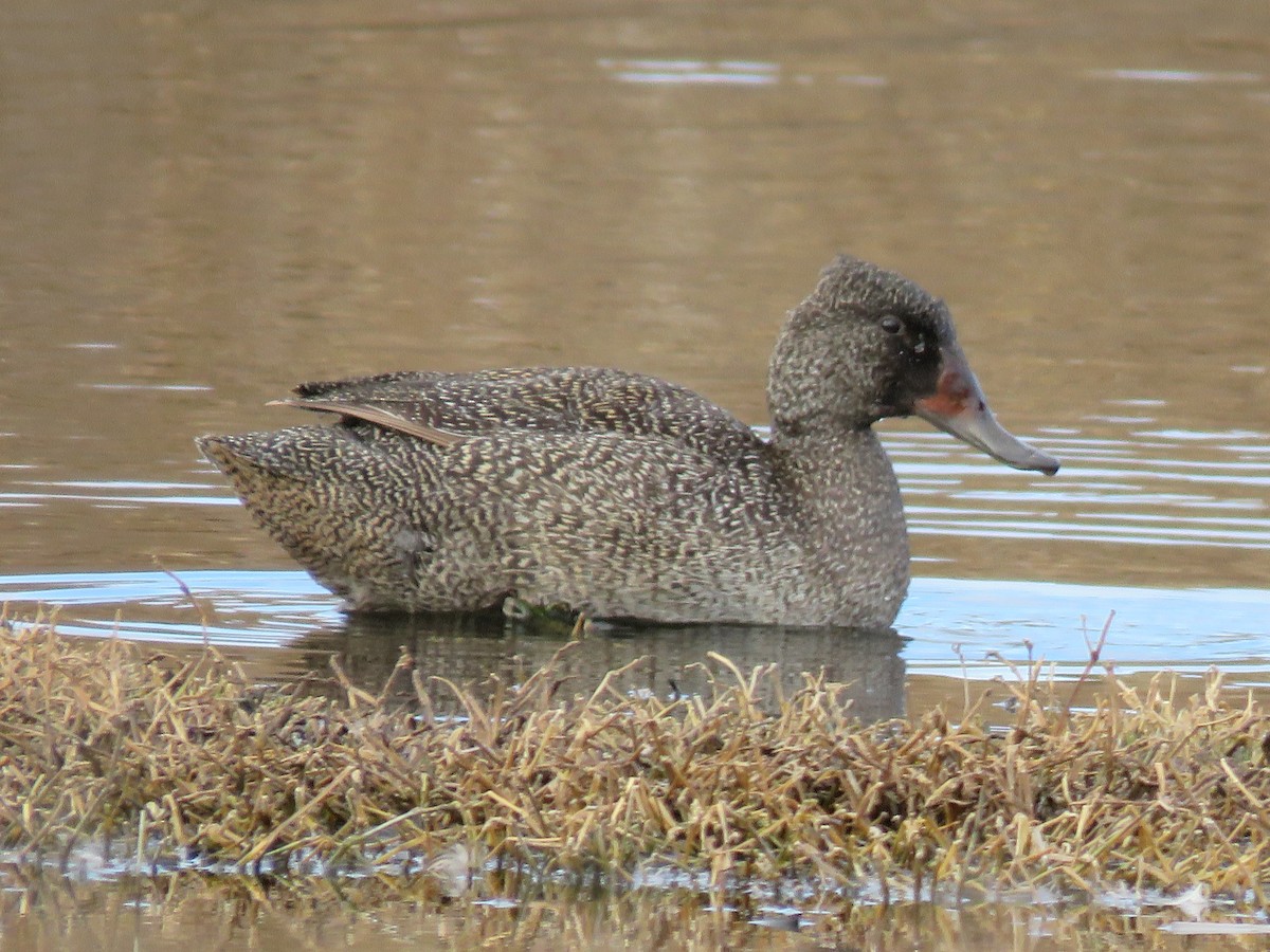 Freckled Duck - ML638936512