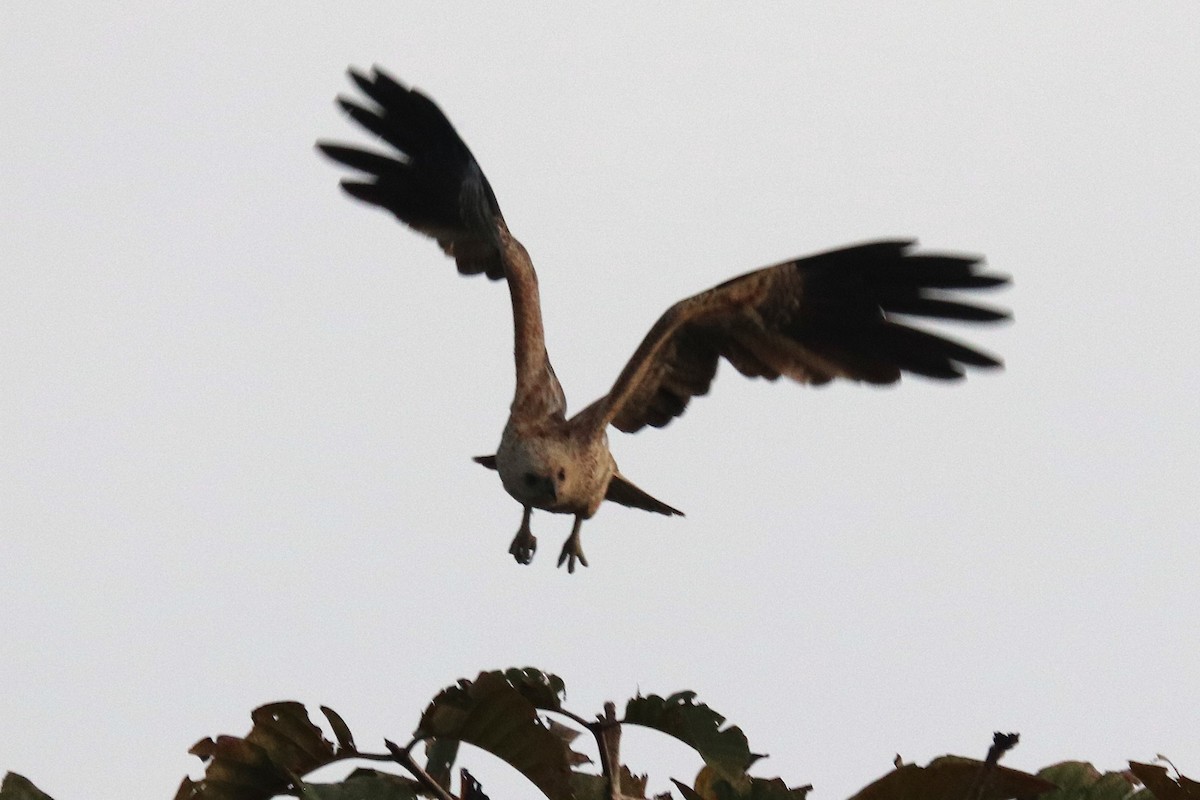 Whistling Kite - ML638936516