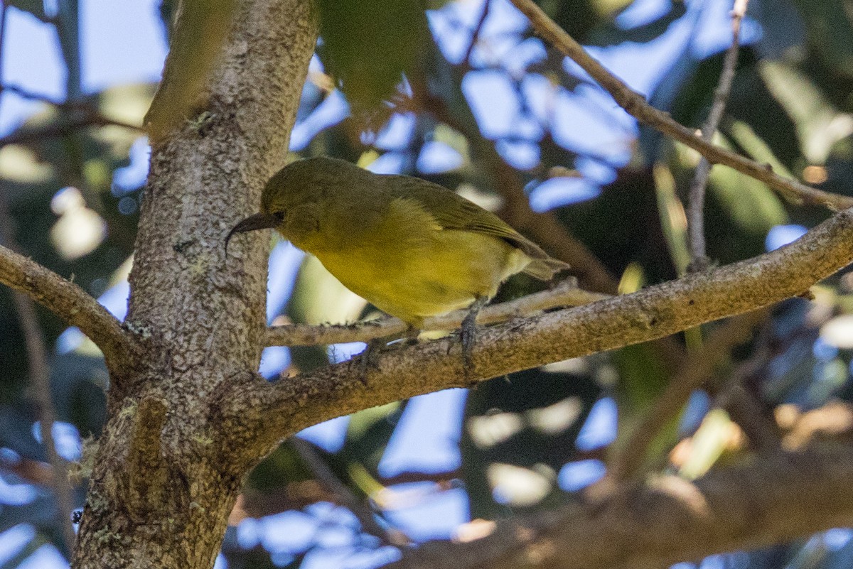 Akiapolaau - ML638936517