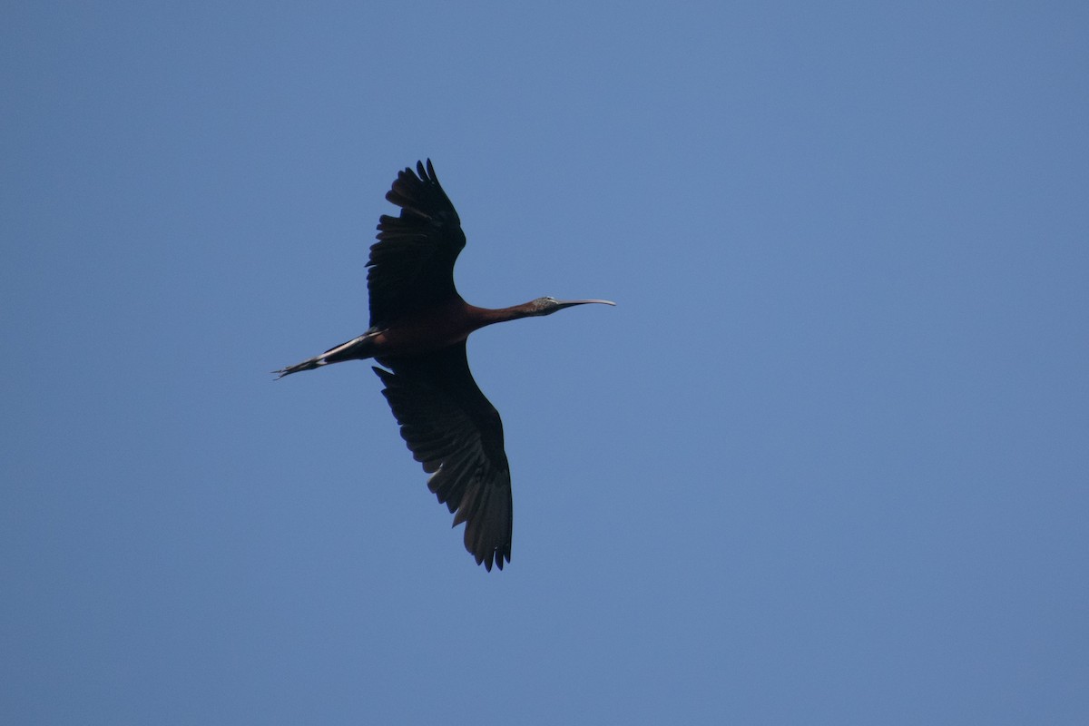 Glossy Ibis - ML638936518