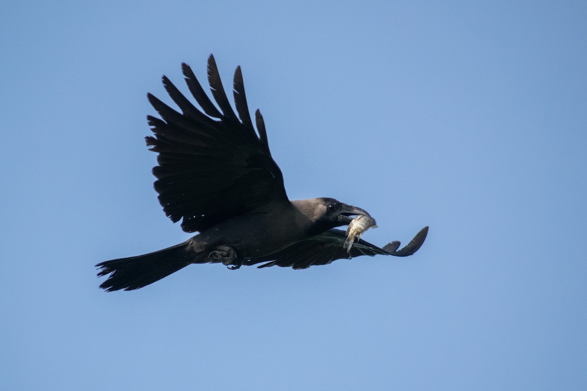 House Crow - ML638936521