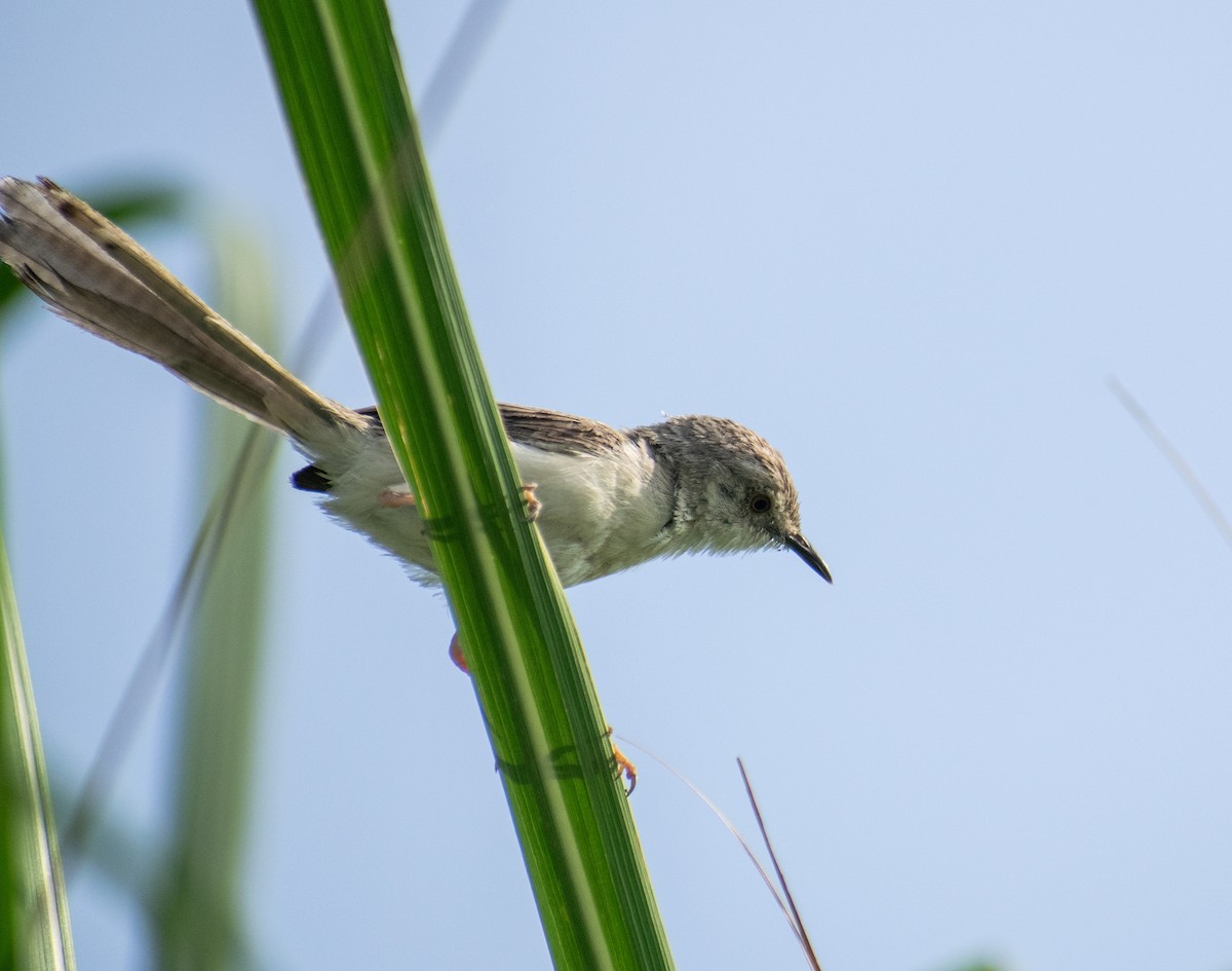 Delicate Prinia - ML638936522