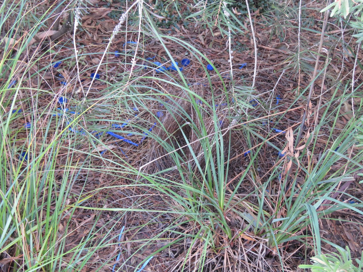 Satin Bowerbird - ML638936524