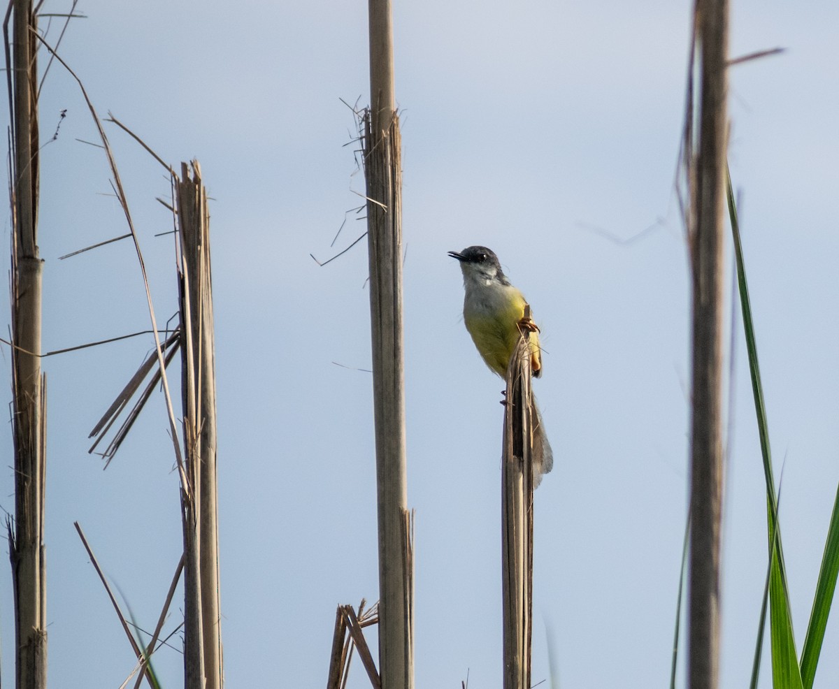 Yellow-bellied Prinia - ML638936525