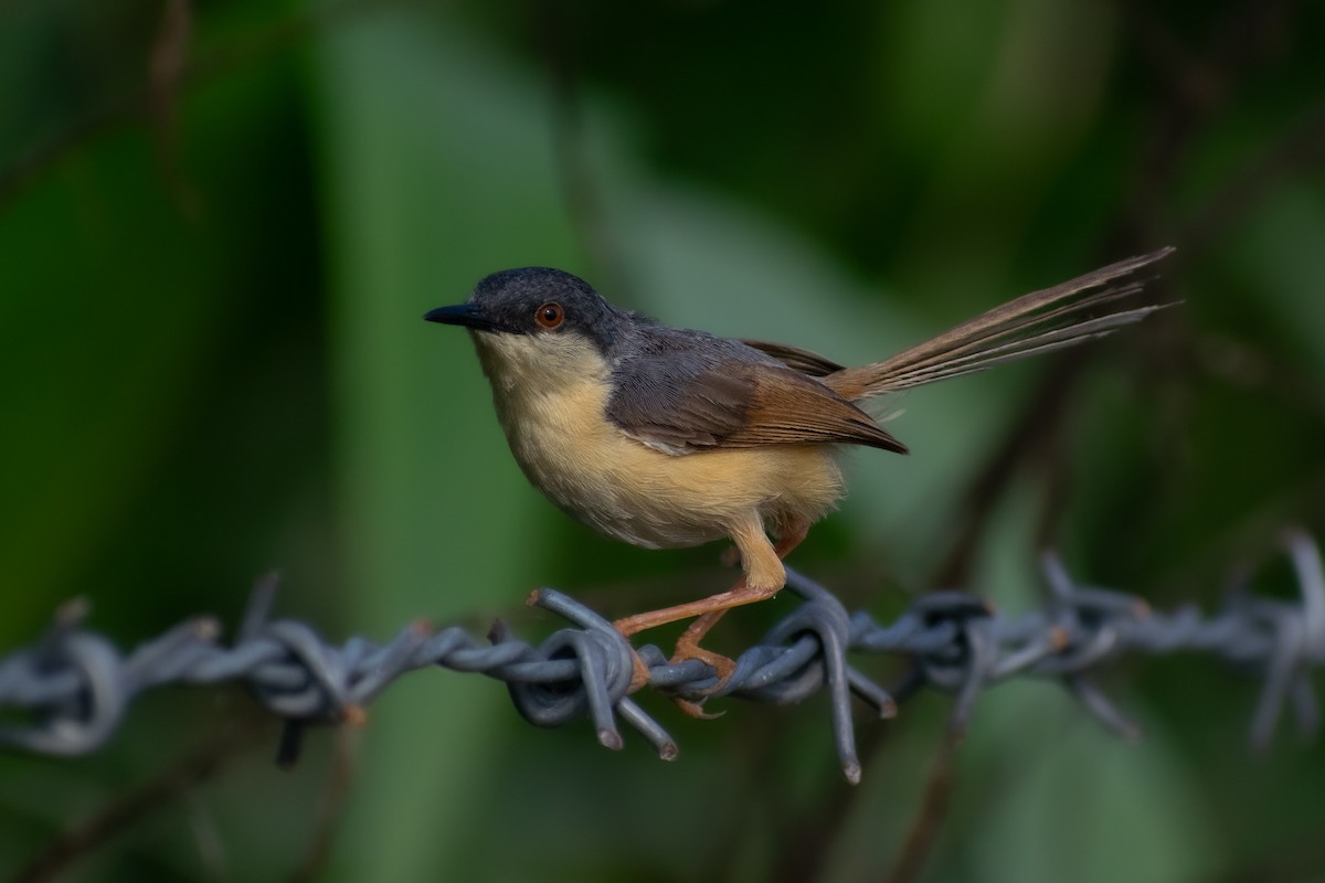 Ashy Prinia - ML638936526