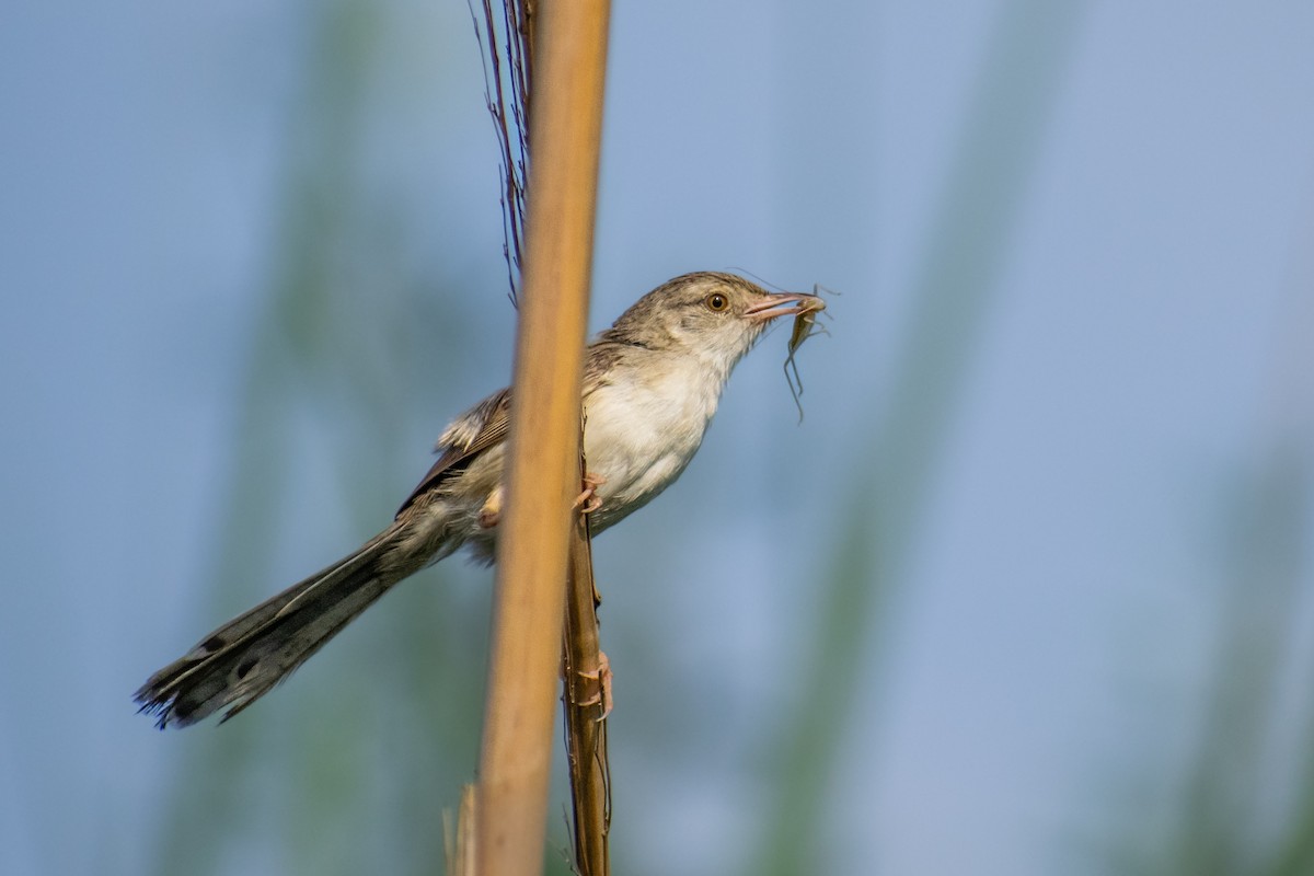 Delicate Prinia - ML638936528