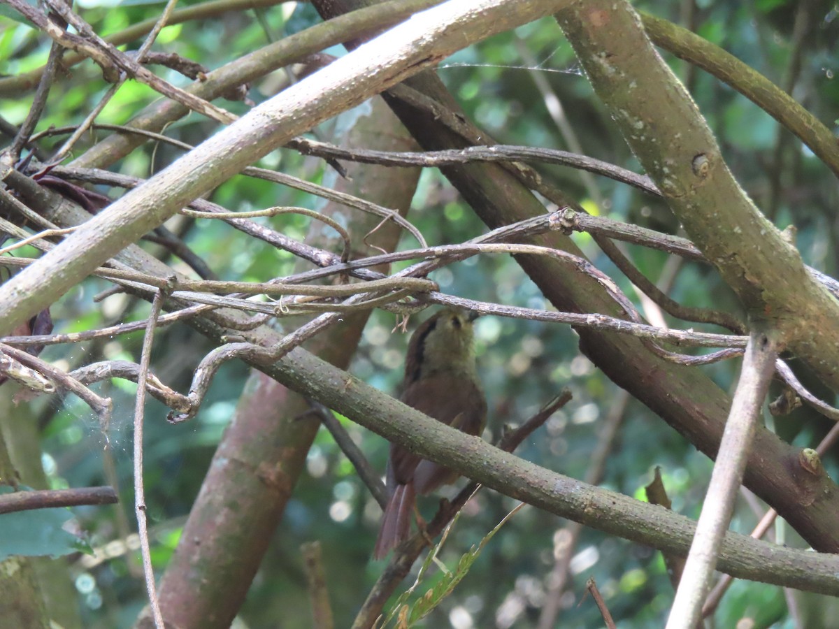 Dusky Fulvetta - ML638936531