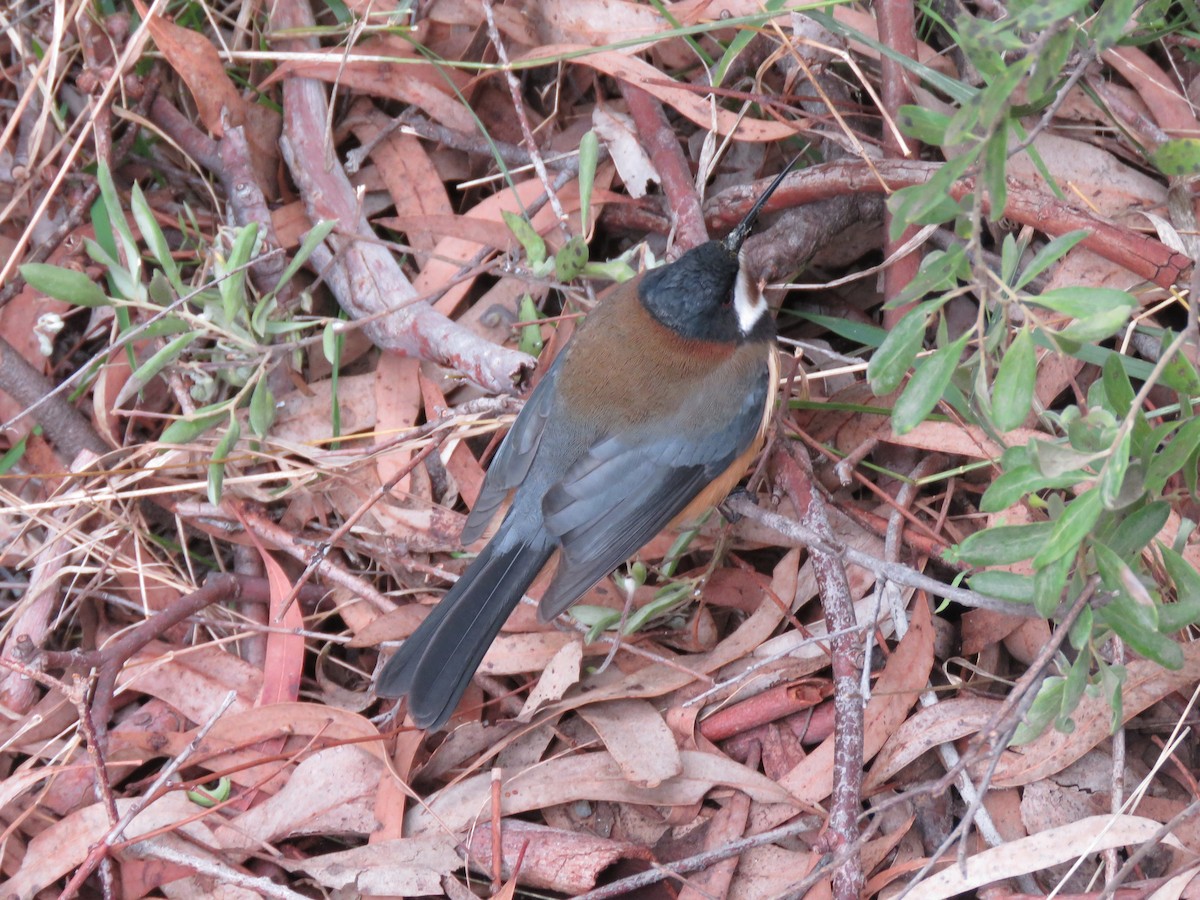 Eastern Spinebill - ML638936532