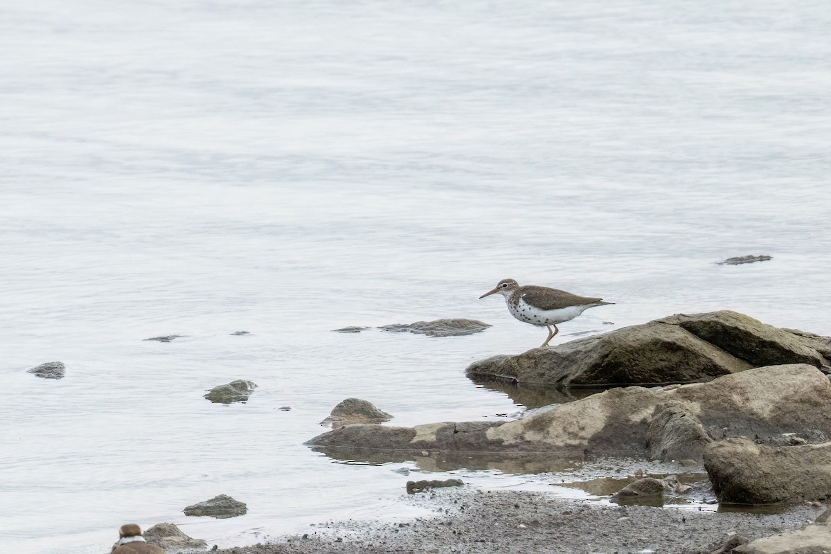 Spotted Sandpiper - ML638936533
