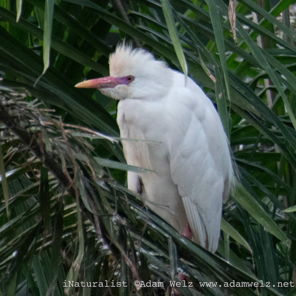 kuhegre - ML638936535