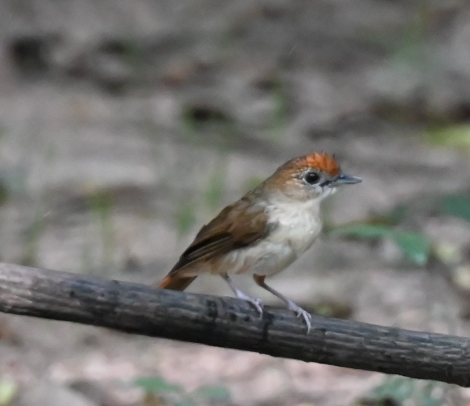 Pullu Tepeli Kasapardıcı - ML638936591