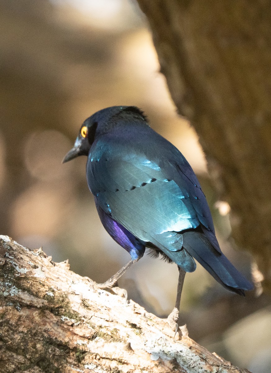 Greater Blue-eared Starling - ML638936606
