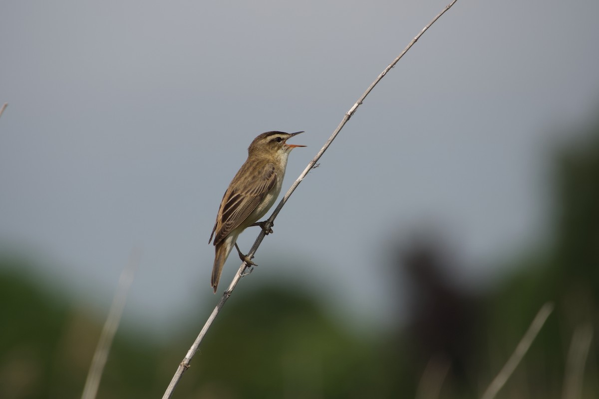 Sedge Warbler - ML638936789