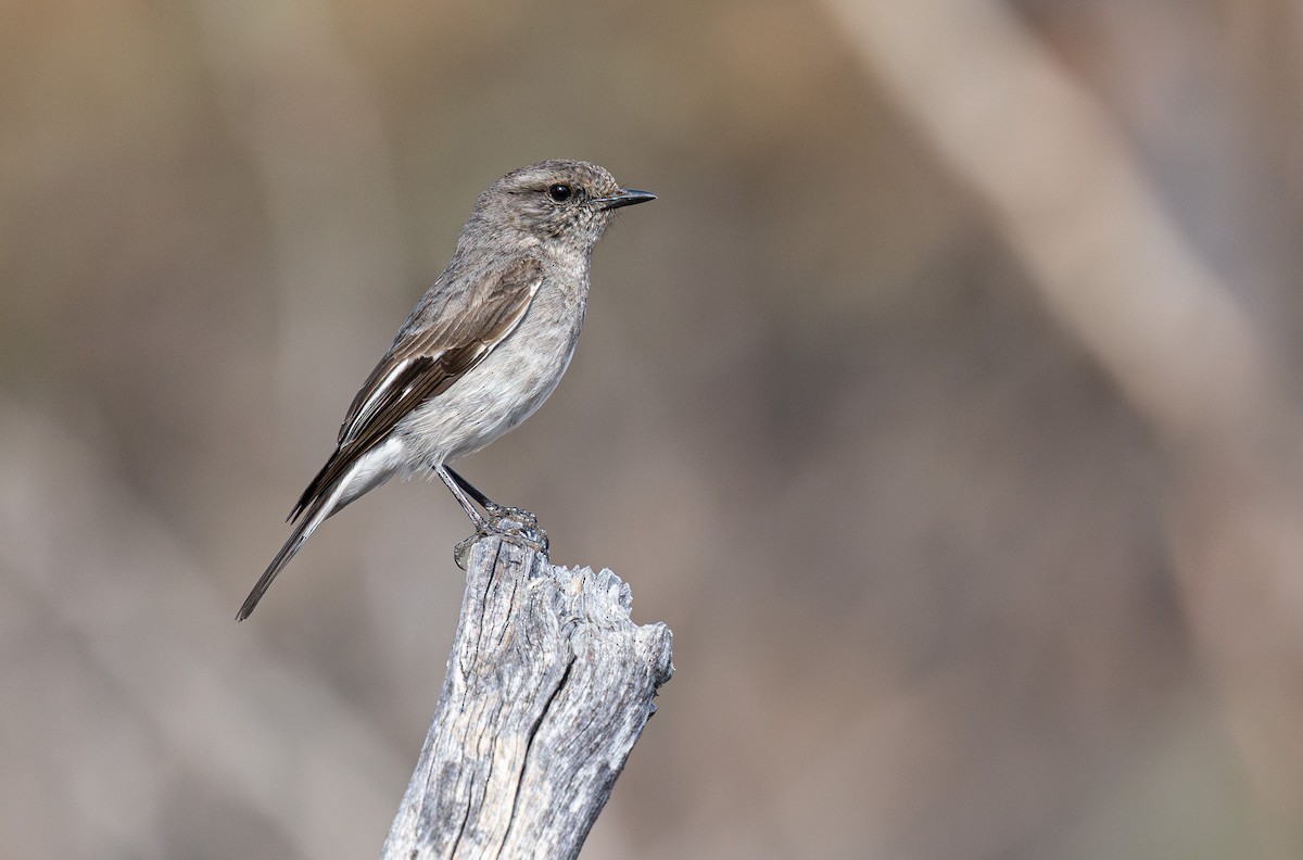 Hooded Robin - ML638936807