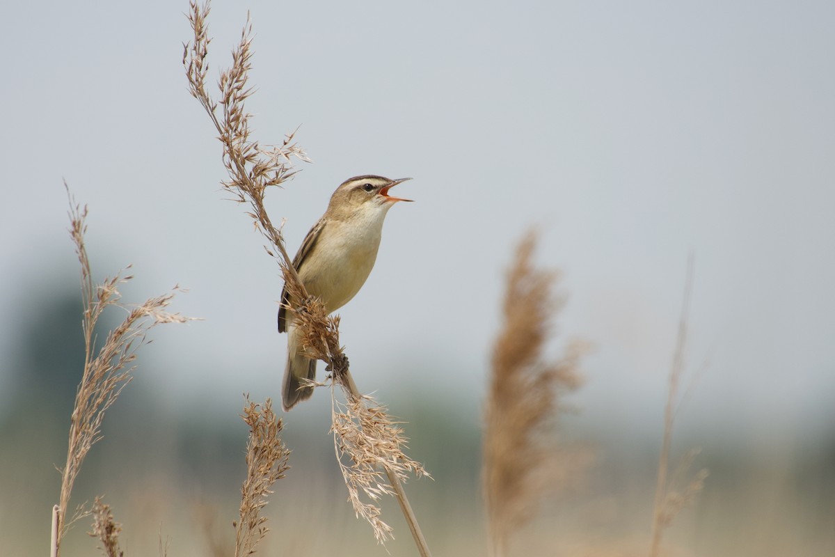 Sedge Warbler - ML638936817