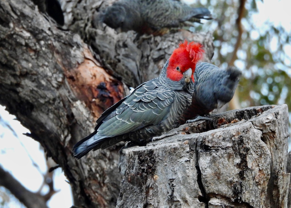 Gang-gang Cockatoo - ML638936825