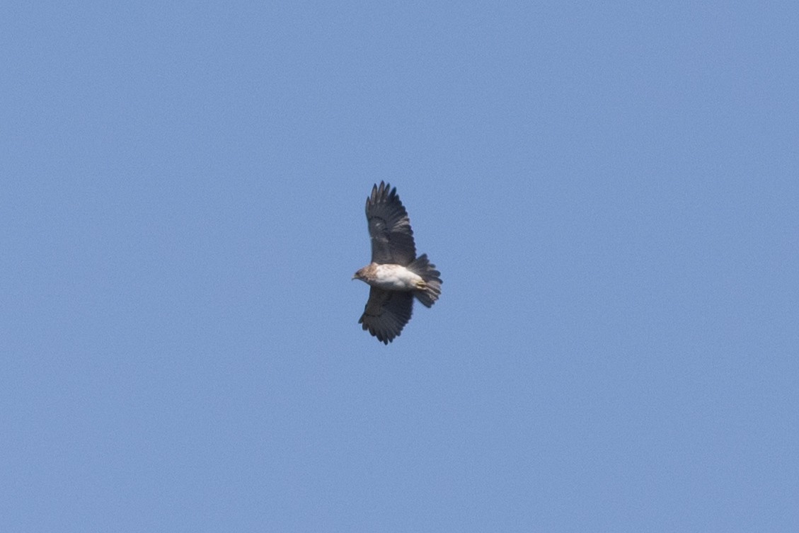 Hawaiian Hawk - ML638936829