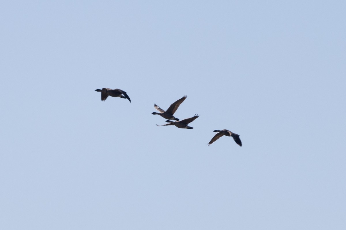 Hawaiian Goose - ML638936833