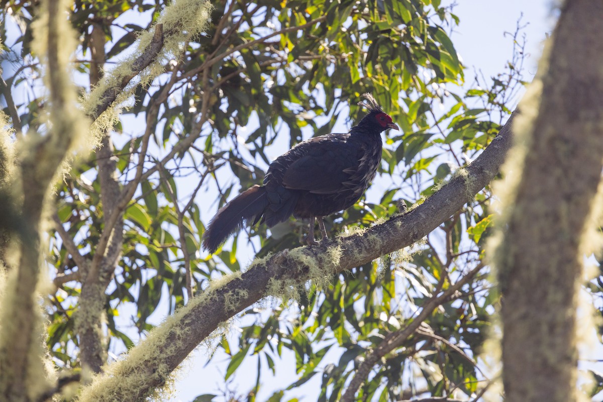 Kalij Pheasant - ML638936836