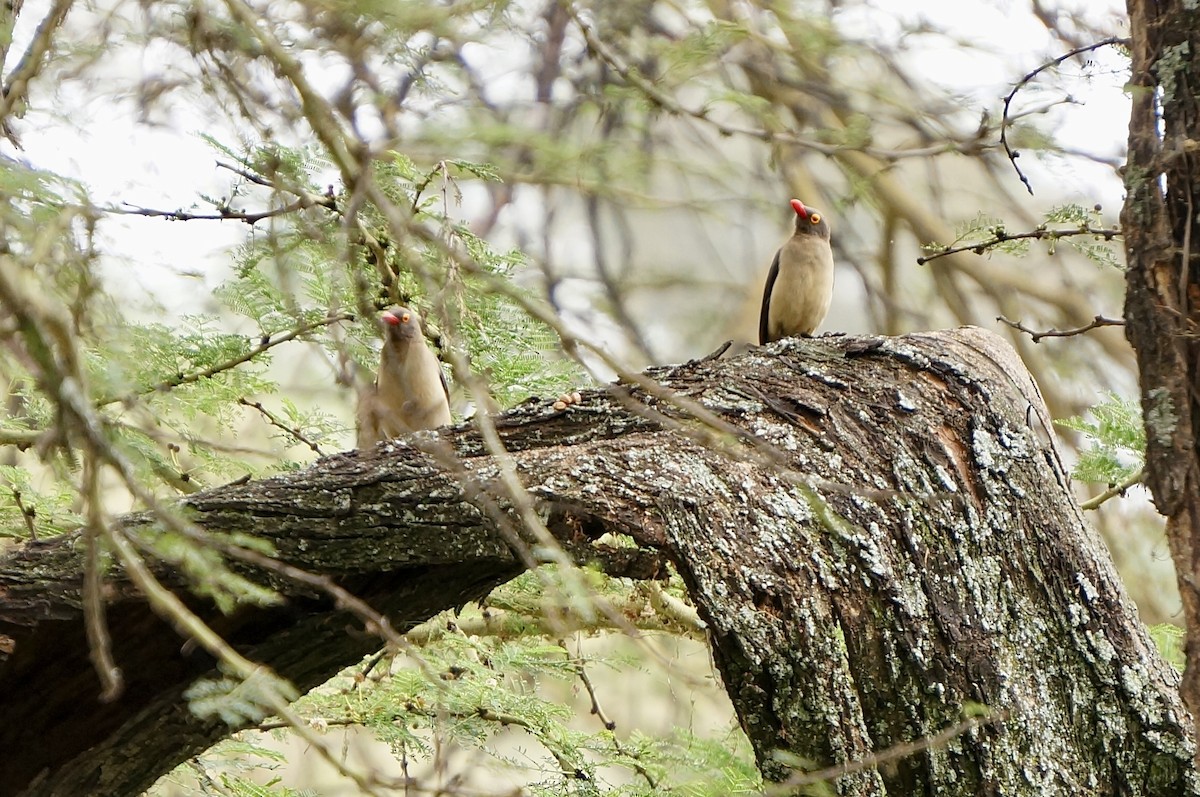 Red-billed Oxpecker - ML638936892