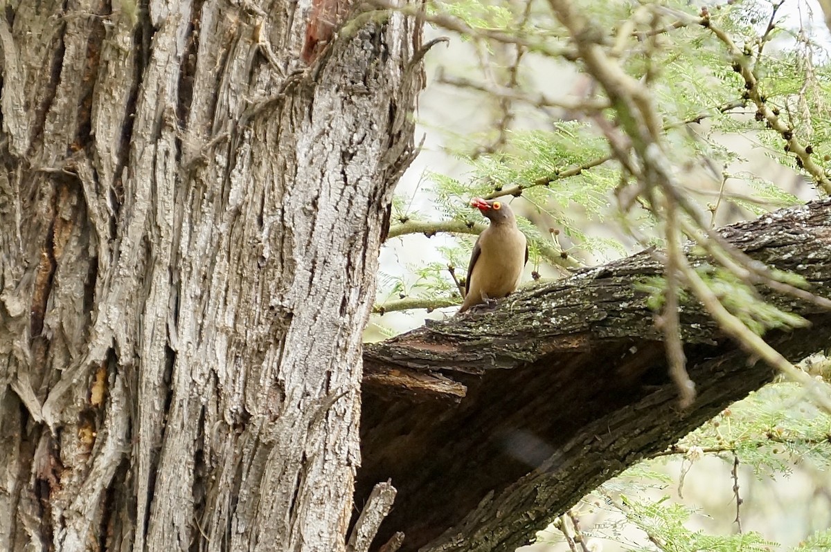 Red-billed Oxpecker - ML638936894