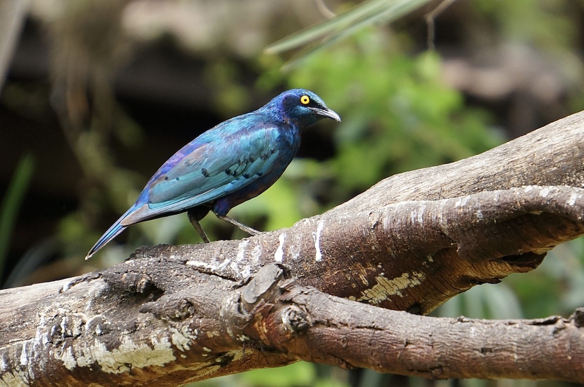 Greater Blue-eared Starling - ML638936903