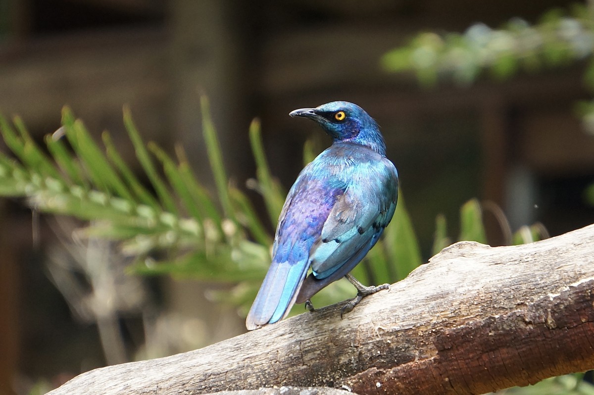 Greater Blue-eared Starling - ML638936904