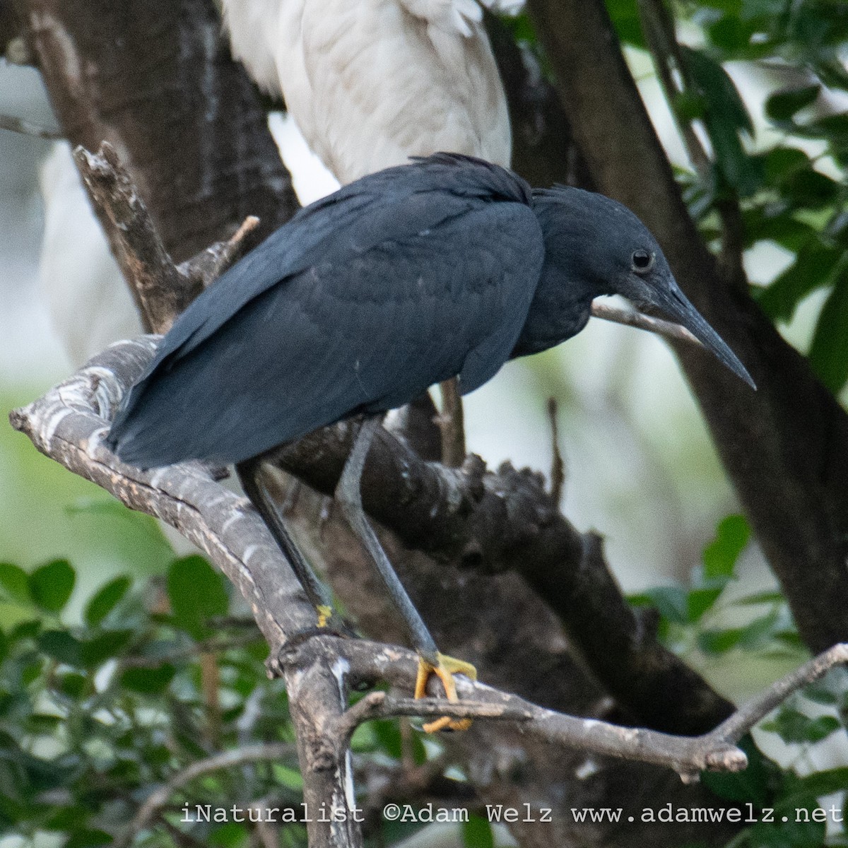 Black Heron - ML638936917