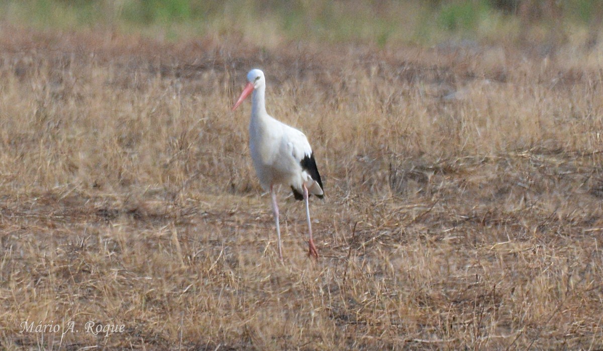 Cigüeña Blanca - ML638936932
