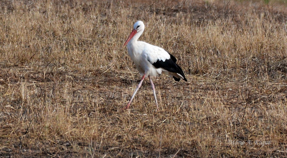 Cigüeña Blanca - ML638936933