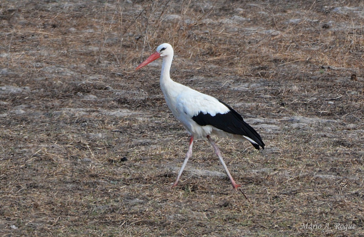 Cigüeña Blanca - ML638936934