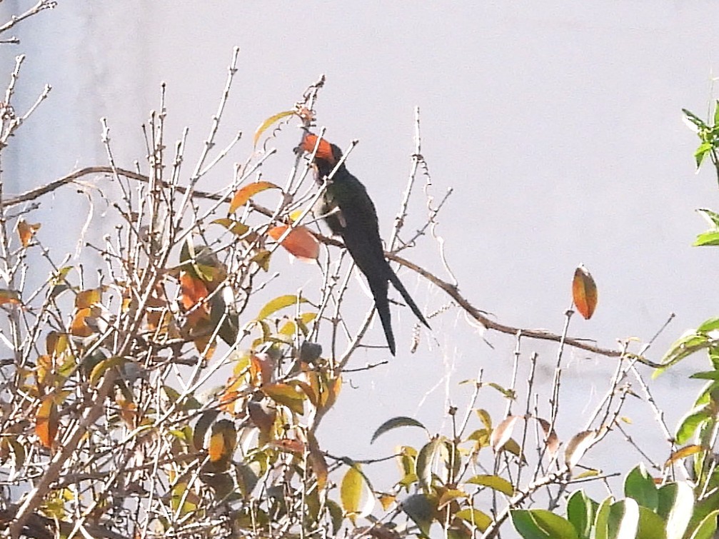 Colibrí Golondrina - ML638936936