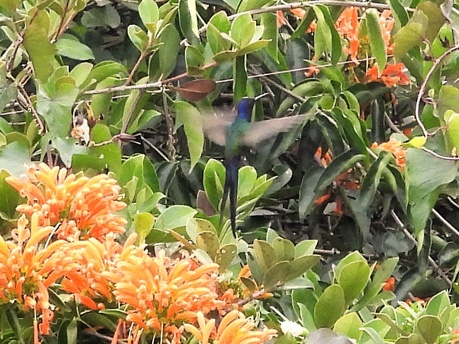 Colibrí Golondrina - ML638936937