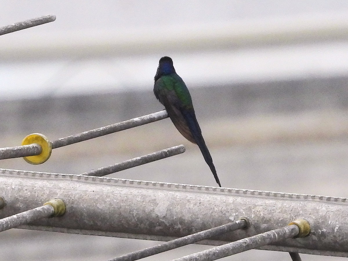 Colibrí Golondrina - ML638936938