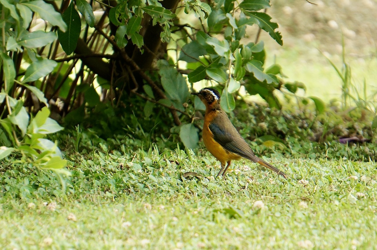 White-browed Robin-Chat - ML638936939
