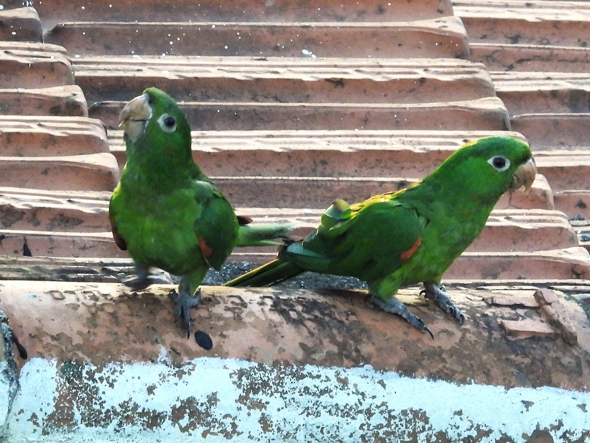 Aratinga Ojiblanca - ML638936954