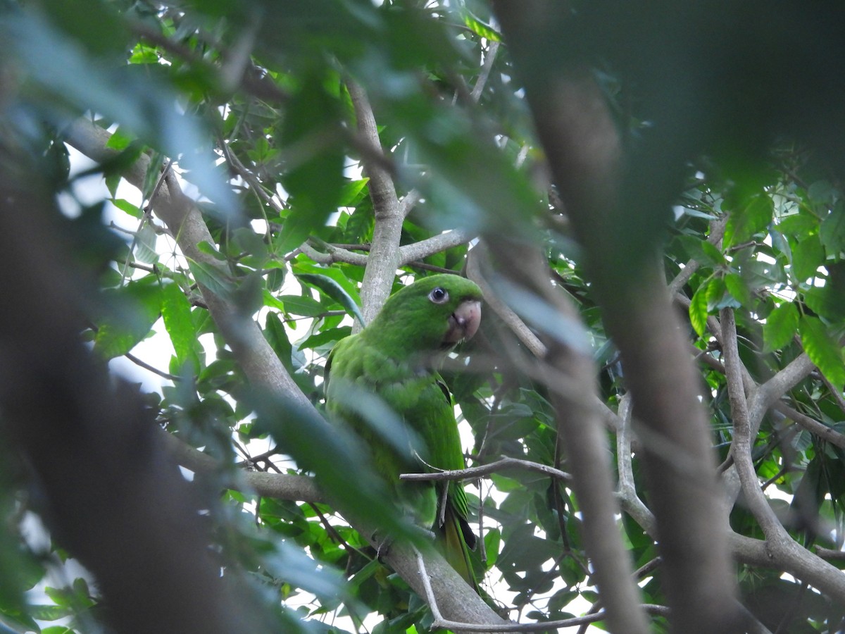 Aratinga Ojiblanca - ML638936955