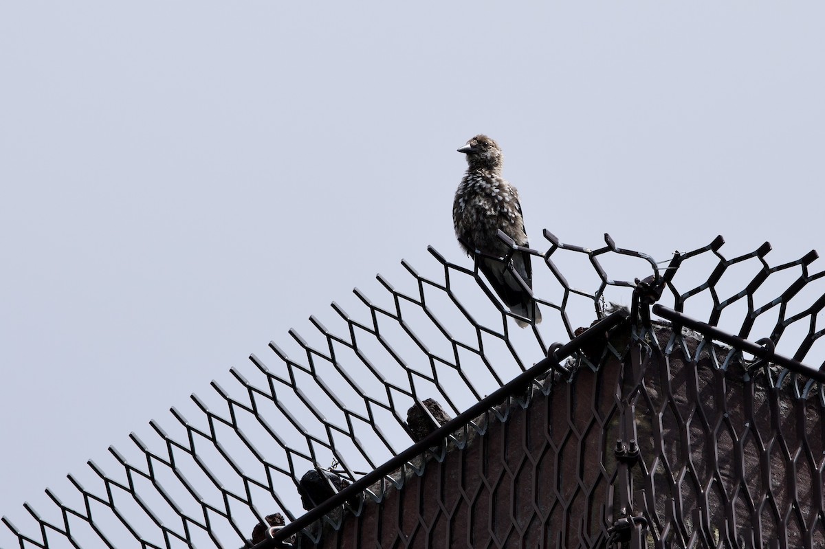 Northern Nutcracker - ML638936962